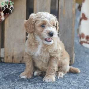Tucker, Mini Goldendoodle Puppy