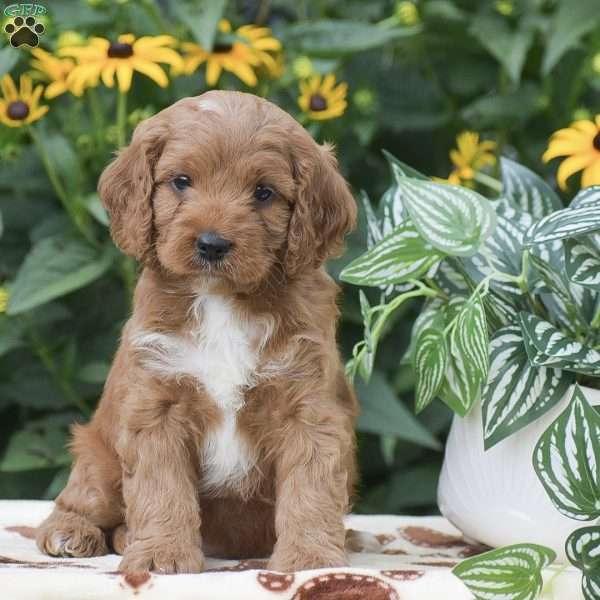 Sutton, Cavapoo Puppy