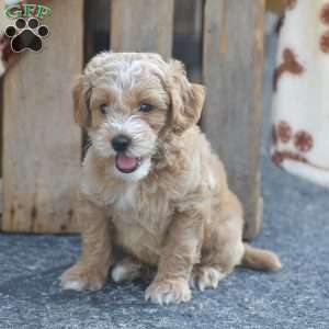 Tucker, Mini Goldendoodle Puppy