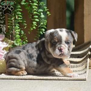 Macey, English Bulldog Puppy