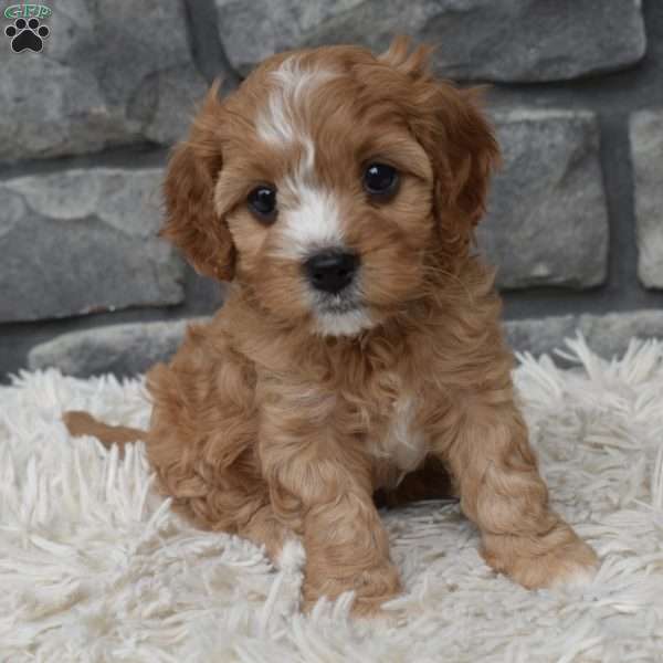 Marley, Cavapoo Puppy