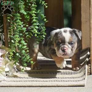 Macey, English Bulldog Puppy