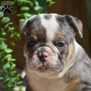 Macey, English Bulldog Puppy