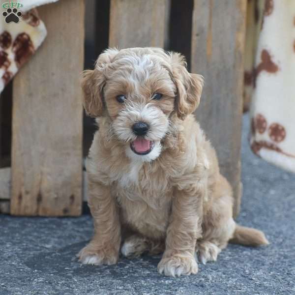 Tucker, Mini Goldendoodle Puppy