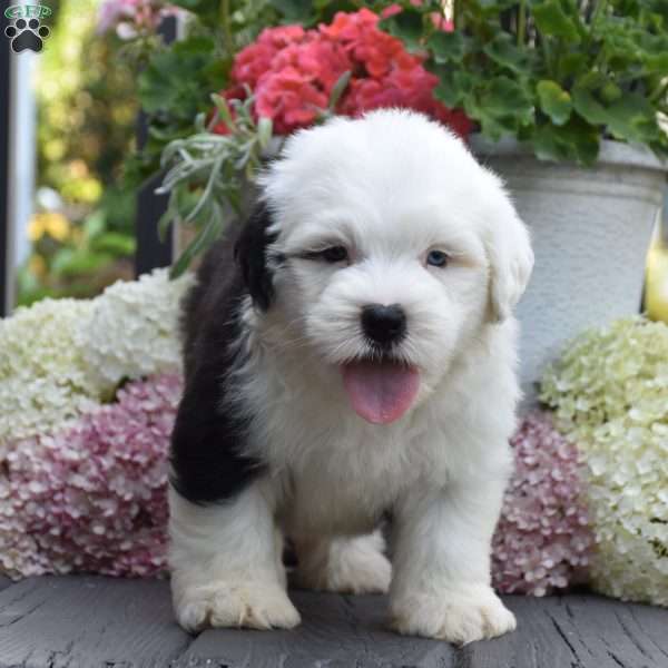Kasper – 1 Blue eye, Old English Sheepdog Puppy