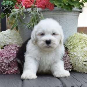 Kal – 2 Blue eyes, Old English Sheepdog Puppy
