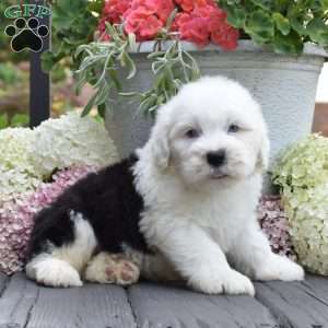 Kibbles – 2 Blue eys, Old English Sheepdog Puppy