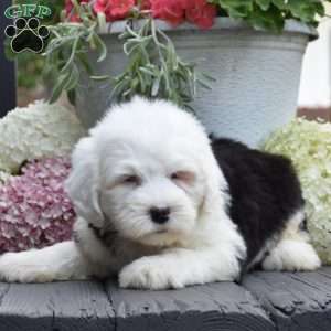 Kibbles – 2 Blue eys, Old English Sheepdog Puppy