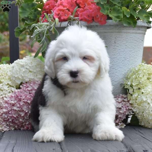 Kibbles – 2 Blue eys, Old English Sheepdog Puppy