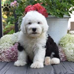 Kenya, Old English Sheepdog Puppy