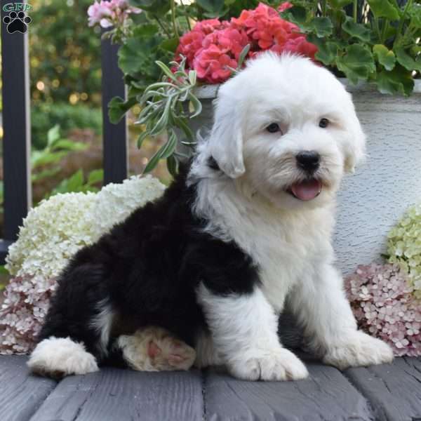 Kenya, Old English Sheepdog Puppy