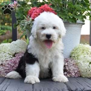 Kenya, Old English Sheepdog Puppy