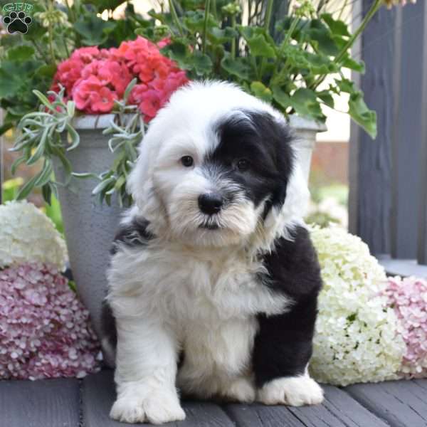 Kiki, Old English Sheepdog Puppy