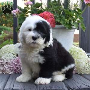 Kiki, Old English Sheepdog Puppy