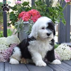Kiki, Old English Sheepdog Puppy