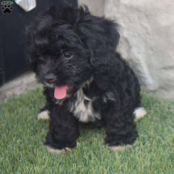Tina, Cavachon Puppy