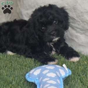 Tina, Cavachon Puppy