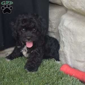 Tina, Cavachon Puppy