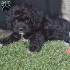 Tina, Cavachon Puppy