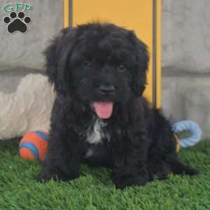 Tommy, Cavachon Puppy