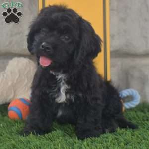 Tommy, Cavachon Puppy