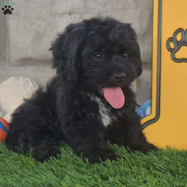 Tommy, Cavachon Puppy