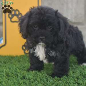 Tommy, Cavachon Puppy