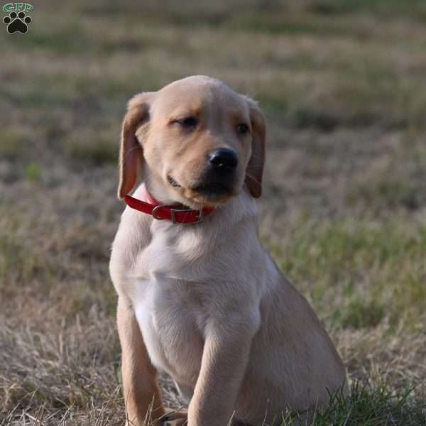 Denver, Fox Red Labrador Retriever Puppy
