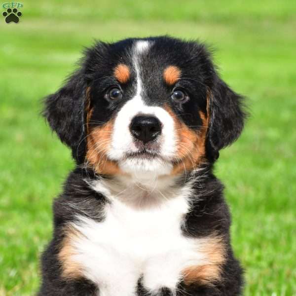 Carson, Bernese Mountain Dog Puppy