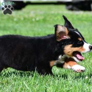 Carson, Bernese Mountain Dog Puppy