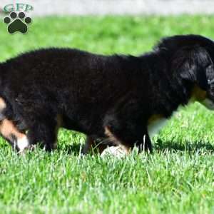 Carson, Bernese Mountain Dog Puppy