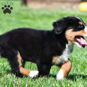 Carson, Bernese Mountain Dog Puppy