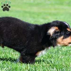 Carson, Bernese Mountain Dog Puppy