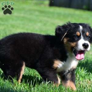 Carson, Bernese Mountain Dog Puppy