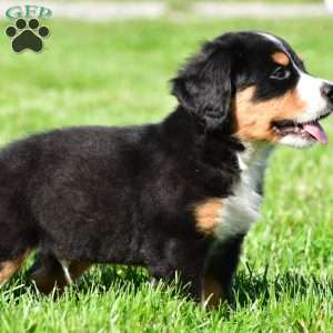 Carson, Bernese Mountain Dog Puppy