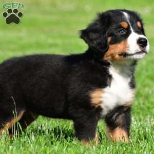 Carson, Bernese Mountain Dog Puppy