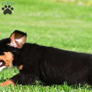 Carson, Bernese Mountain Dog Puppy