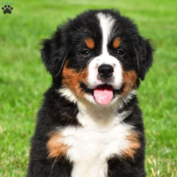Teddy, Bernese Mountain Dog Puppy