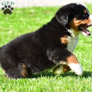 Teddy, Bernese Mountain Dog Puppy