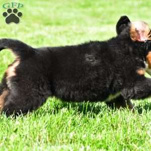 Teddy, Bernese Mountain Dog Puppy