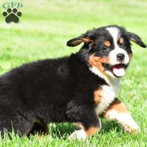 Teddy, Bernese Mountain Dog Puppy