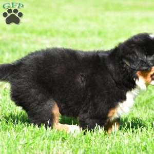 Teddy, Bernese Mountain Dog Puppy