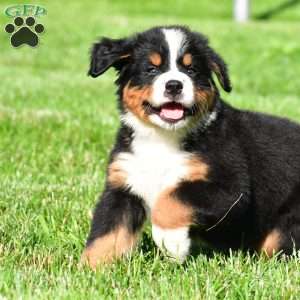 Teddy, Bernese Mountain Dog Puppy
