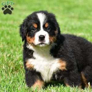 Teddy, Bernese Mountain Dog Puppy