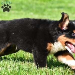 Teddy, Bernese Mountain Dog Puppy