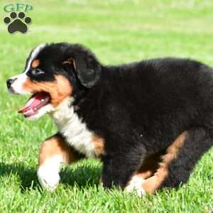 Teddy, Bernese Mountain Dog Puppy