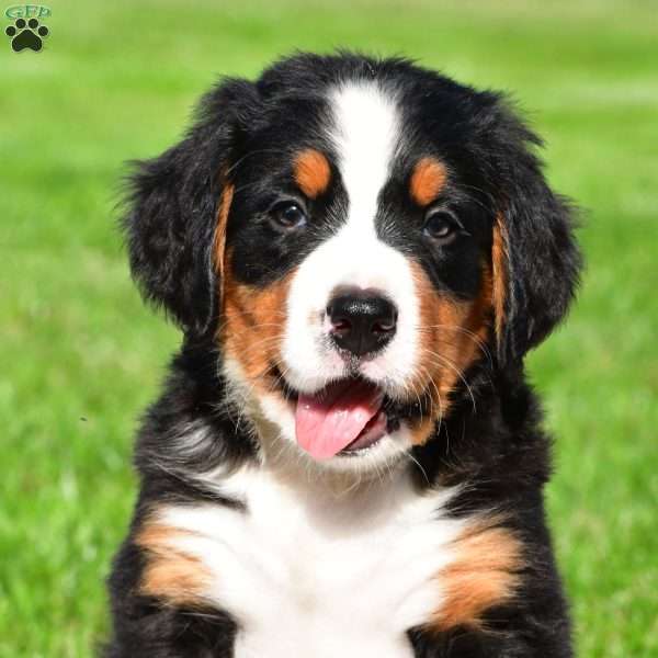 Diesel, Bernese Mountain Dog Puppy
