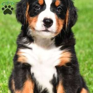 Diesel, Bernese Mountain Dog Puppy