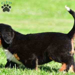Diesel, Bernese Mountain Dog Puppy