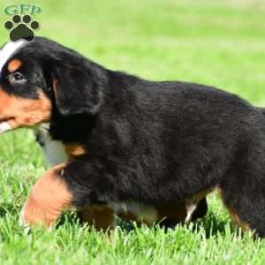 Diesel, Bernese Mountain Dog Puppy